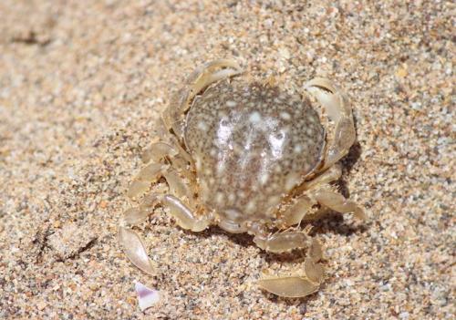 Portumnus latipes